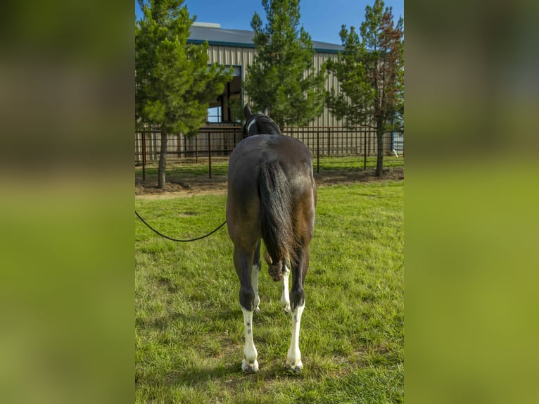 Tennessee walking horse Ruin 13 Jaar Tobiano-alle-kleuren in Weatherford TX