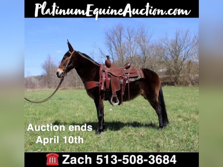 Tennessee walking horse Ruin 14 Jaar 145 cm Roodbruin in Salyersville KY