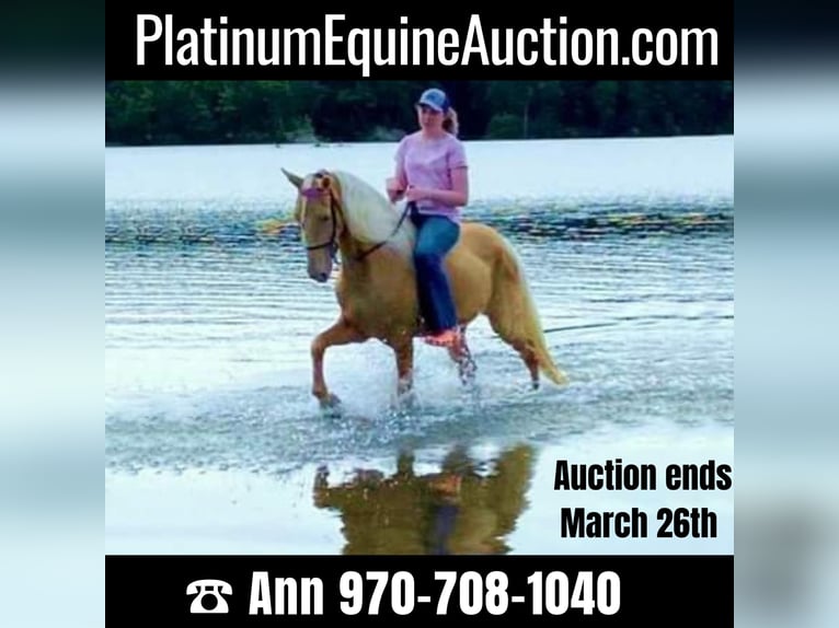 Tennessee walking horse Ruin 14 Jaar 152 cm Palomino in Ancram NY