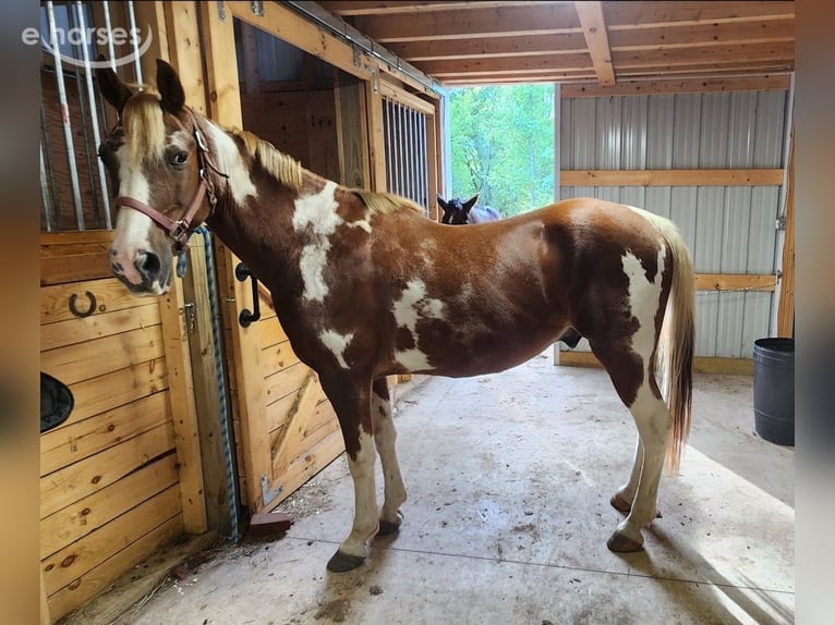 Tennessee walking horse Ruin 14 Jaar 152 cm Tobiano-alle-kleuren in Amherst