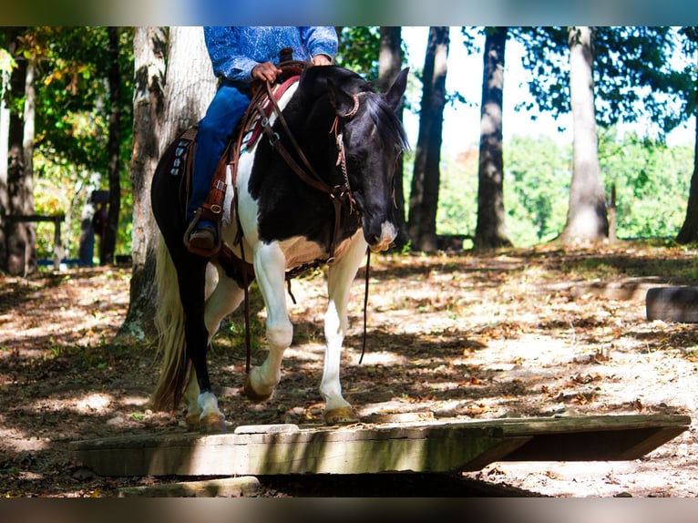 Tennessee walking horse Ruin 14 Jaar 152 cm Tobiano-alle-kleuren in Mountain Grove MO