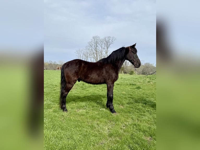 Tennessee walking horse Ruin 14 Jaar Zwart in MOscow OH