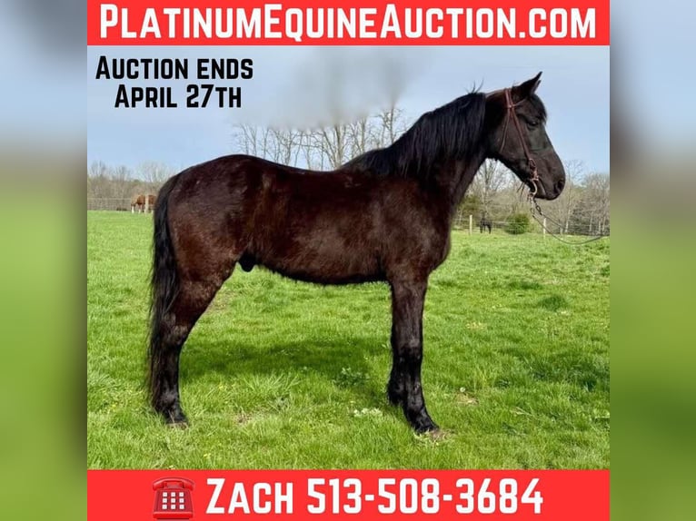 Tennessee walking horse Ruin 14 Jaar Zwart in MOscow OH