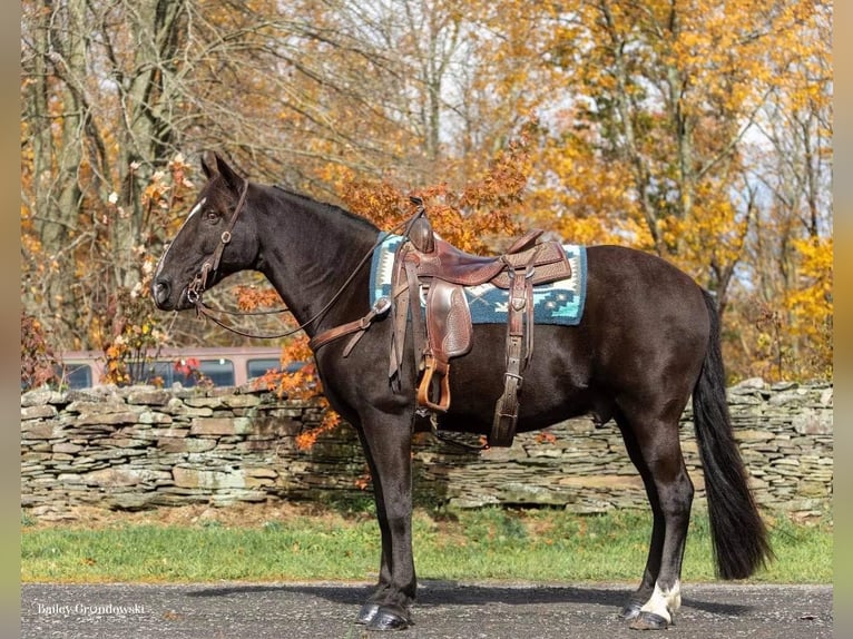 Tennessee walking horse Ruin 15 Jaar 150 cm Zwart in Everett PA