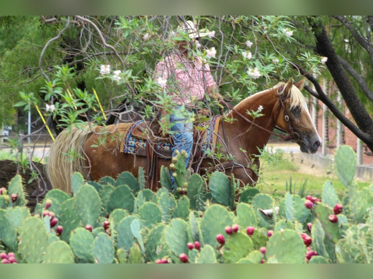 Tennessee walking horse Ruin 15 Jaar 152 cm Palomino in stephenville TX