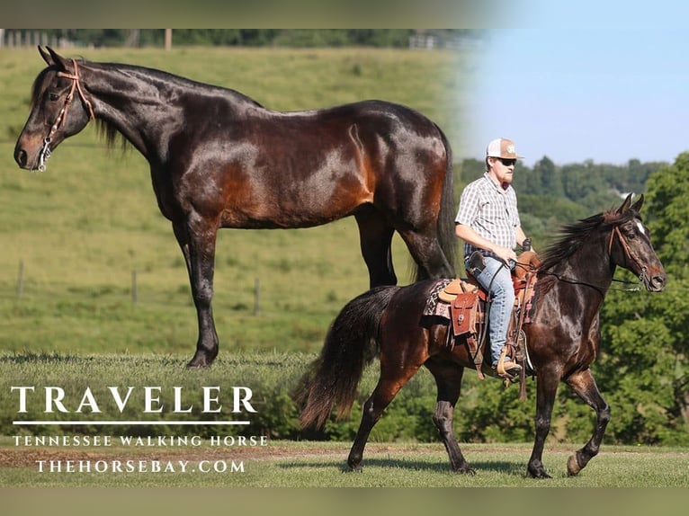 Tennessee walking horse Ruin 15 Jaar 152 cm Roodbruin in Parkers Lake, KY