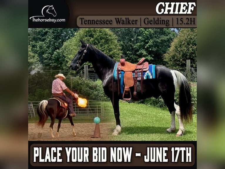 Tennessee walking horse Ruin 15 Jaar 152 cm Tobiano-alle-kleuren in Kentwood, LA