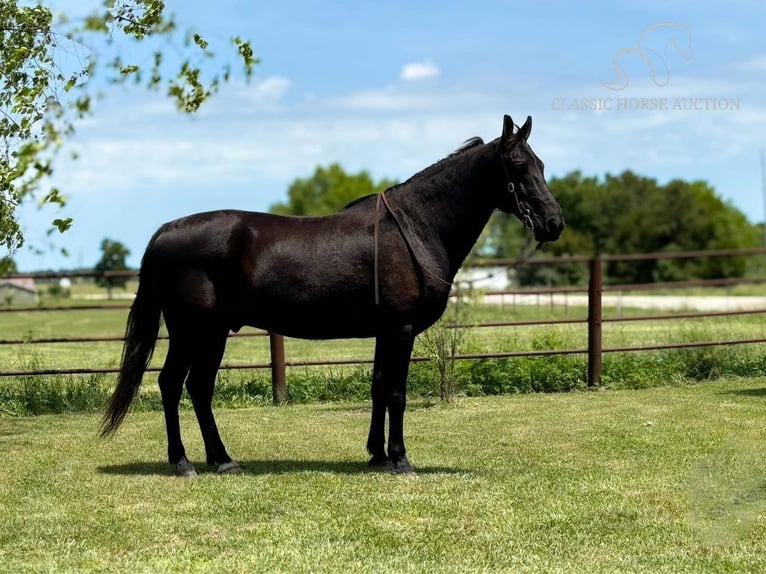 Tennessee walking horse Ruin 16 Jaar 152 cm Zwart in Houston,MO