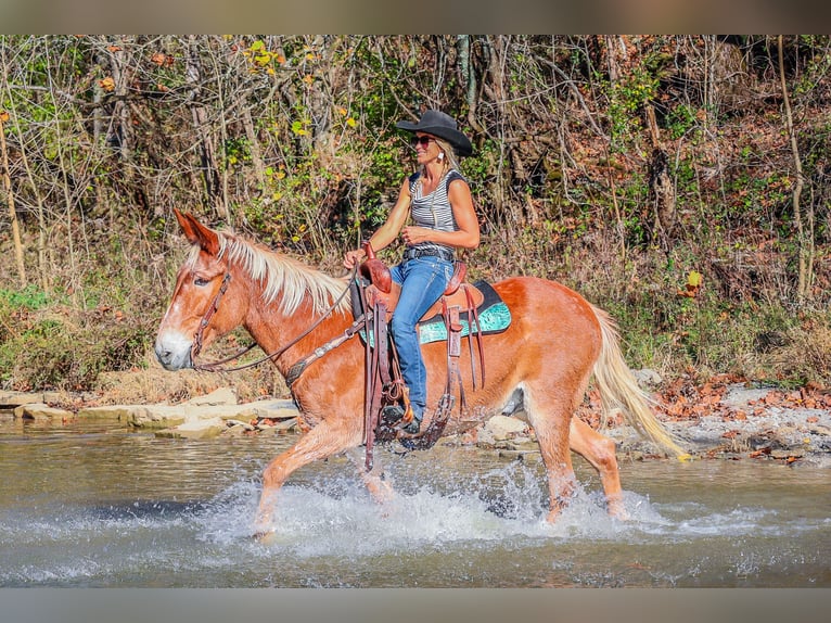 Tennessee walking horse Ruin 16 Jaar Roodvos in Flemingsburg, KY