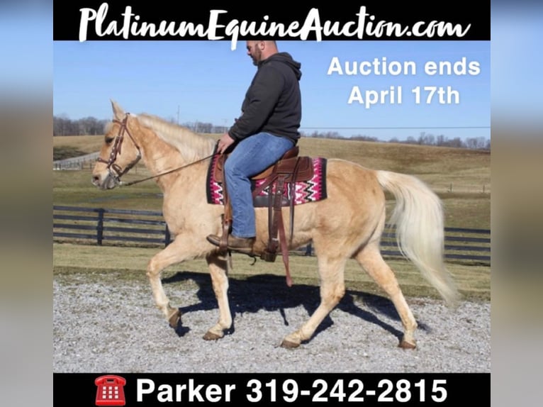 Tennessee walking horse Ruin 17 Jaar 152 cm Palomino in Brodhead, KY