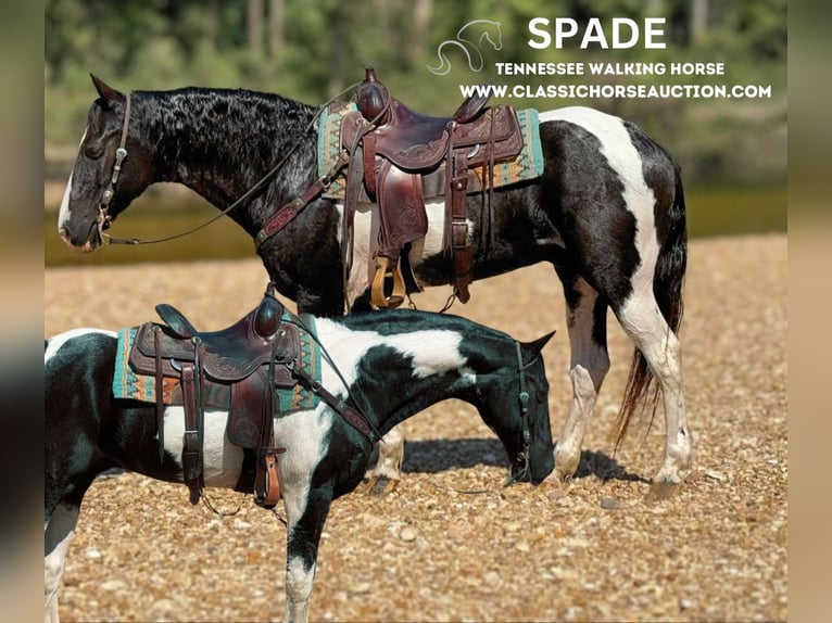 Tennessee walking horse Ruin 17 Jaar 152 cm Tobiano-alle-kleuren in Gerald, MO