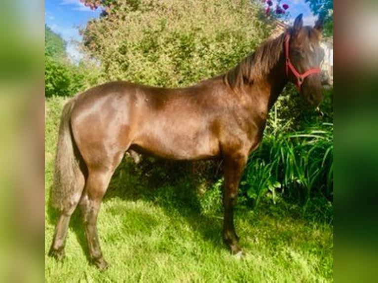 Tennessee walking horse Ruin 1 Jaar 128 cm Zwart in Saint-Cl&#xE9;ment