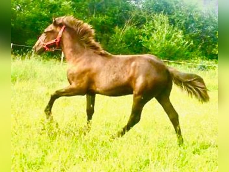 Tennessee walking horse Ruin 2 Jaar 128 cm Zwart in Saint-Clément