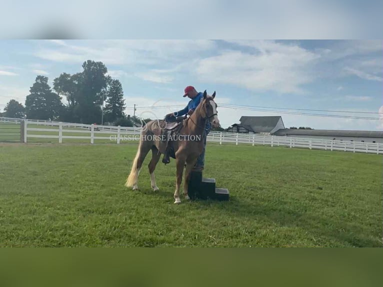 Tennessee walking horse Ruin 2 Jaar 142 cm Roodvos in Lewisburg
