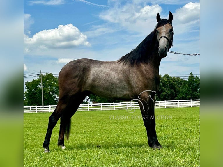 Tennessee walking horse Ruin 2 Jaar 142 cm Schimmel in Lewisburg, TN
