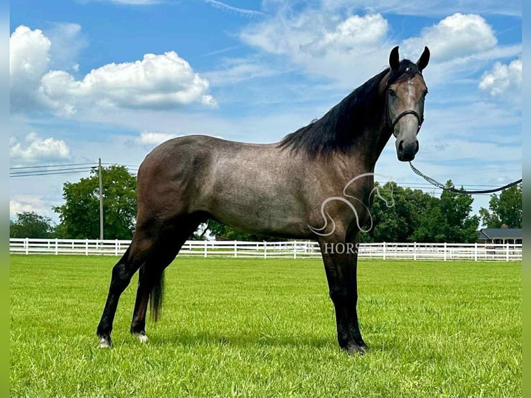 Tennessee walking horse Ruin 2 Jaar 142 cm Schimmel in Lewisburg, TN