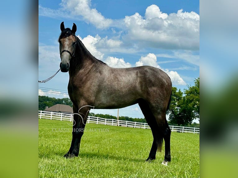 Tennessee walking horse Ruin 2 Jaar 142 cm Schimmel in Lewisburg, TN