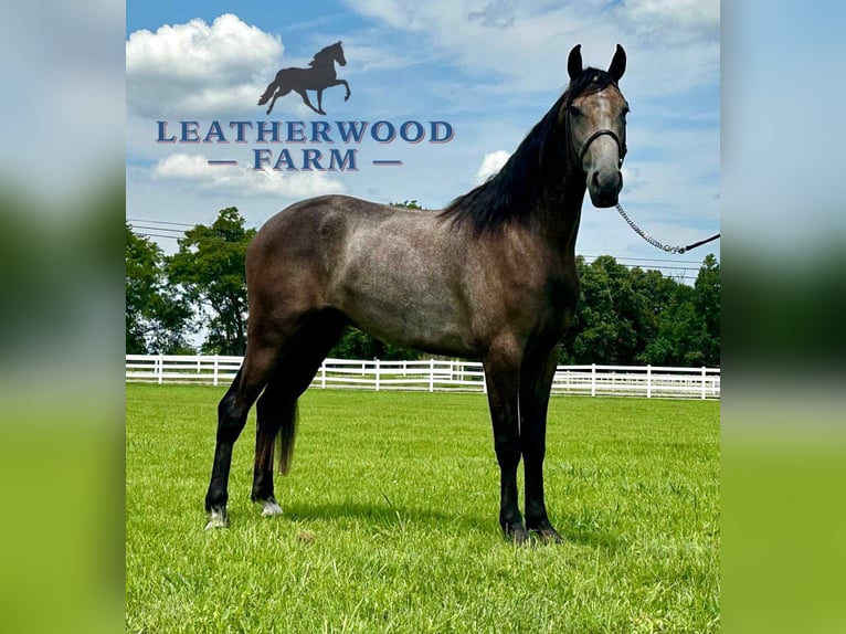 Tennessee walking horse Ruin 2 Jaar 142 cm Schimmel in Lewisburg, TN