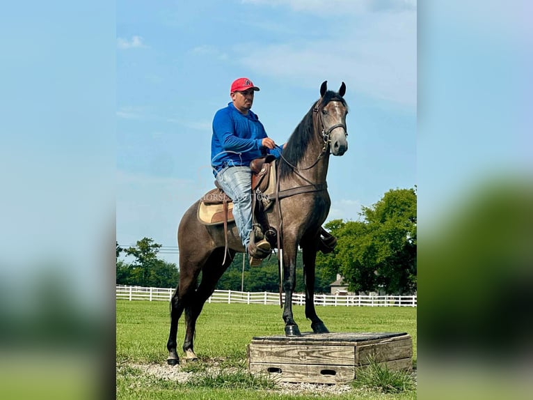 Tennessee walking horse Ruin 2 Jaar 142 cm Schimmel in Lewisburg, TN