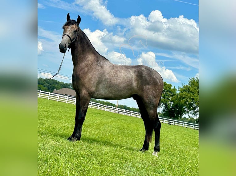 Tennessee walking horse Ruin 2 Jaar 142 cm Schimmel in Lewisburg, TN