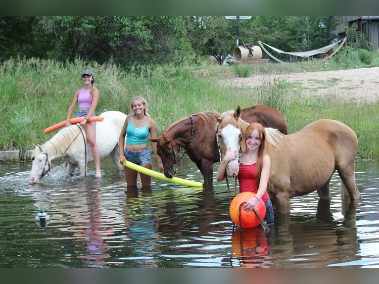 Tennessee walking horse Ruin 2 Jaar 147 cm Cremello in Fort Collins