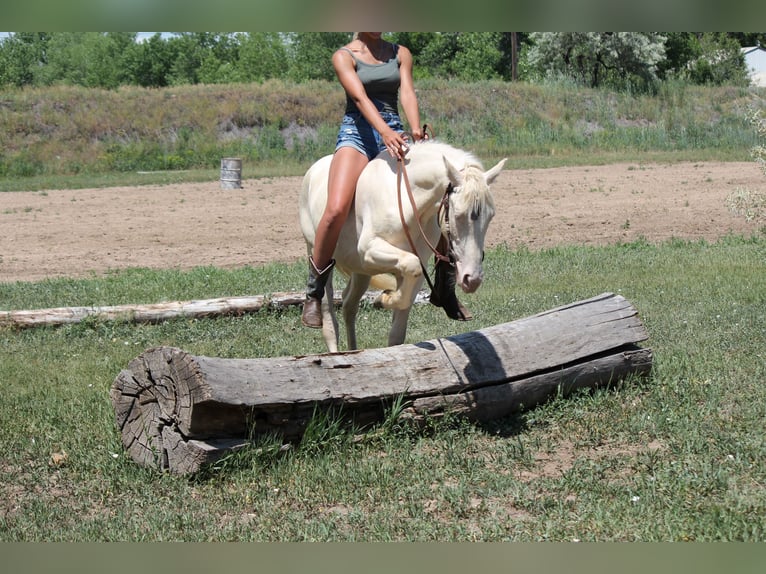 Tennessee walking horse Ruin 2 Jaar 147 cm Cremello in Fort Collins