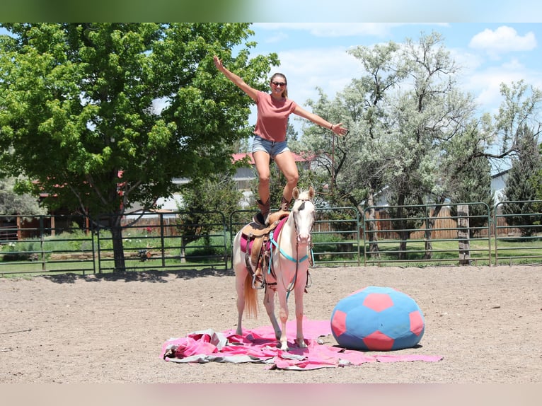 Tennessee walking horse Ruin 2 Jaar 147 cm Cremello in Fort Collins