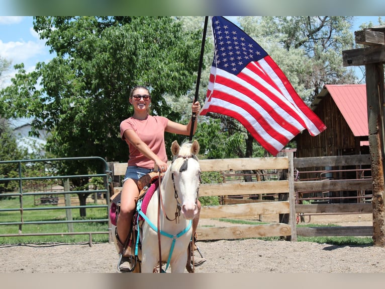Tennessee walking horse Ruin 2 Jaar 147 cm Cremello in Fort Collins