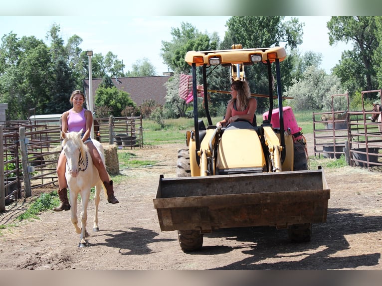 Tennessee walking horse Ruin 2 Jaar 147 cm Cremello in Fort Collins