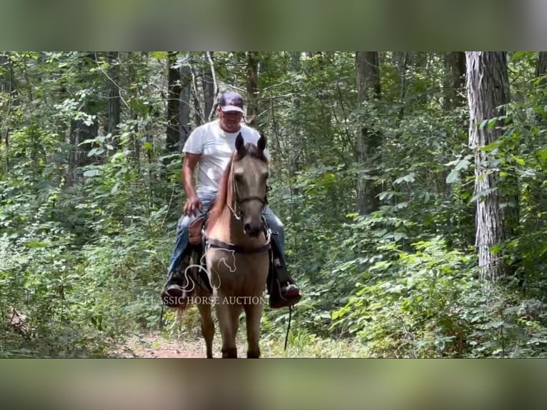 Tennessee walking horse Ruin 2 Jaar 152 cm Buckskin in Lewisburg, TN