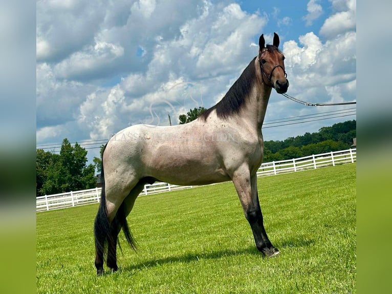 Tennessee walking horse Ruin 2 Jaar 152 cm Roodbruin in Lewisburg