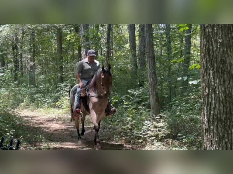 Tennessee walking horse Ruin 2 Jaar 152 cm Roodbruin in Lewisburg
