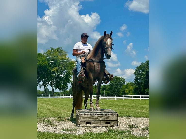 Tennessee walking horse Ruin 2 Jaar 152 cm Schimmel in Lewisburg, TN