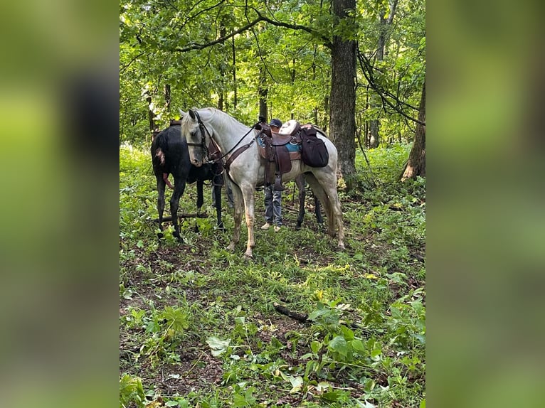 Tennessee walking horse Ruin 2 Jaar 152 cm Schimmel in Independence, LA