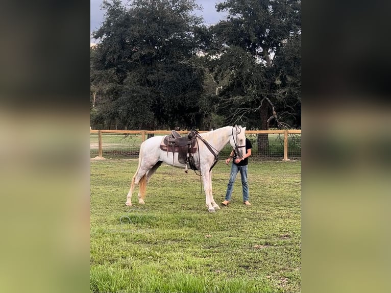 Tennessee walking horse Ruin 2 Jaar 152 cm Schimmel in Independence, LA