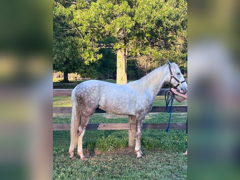 Tennessee walking horse Ruin 2 Jaar 152 cm Schimmel in Independence, LA