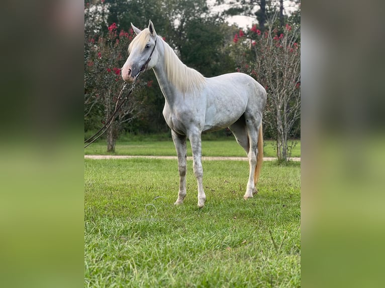 Tennessee walking horse Ruin 2 Jaar 152 cm Schimmel in Independence, LA