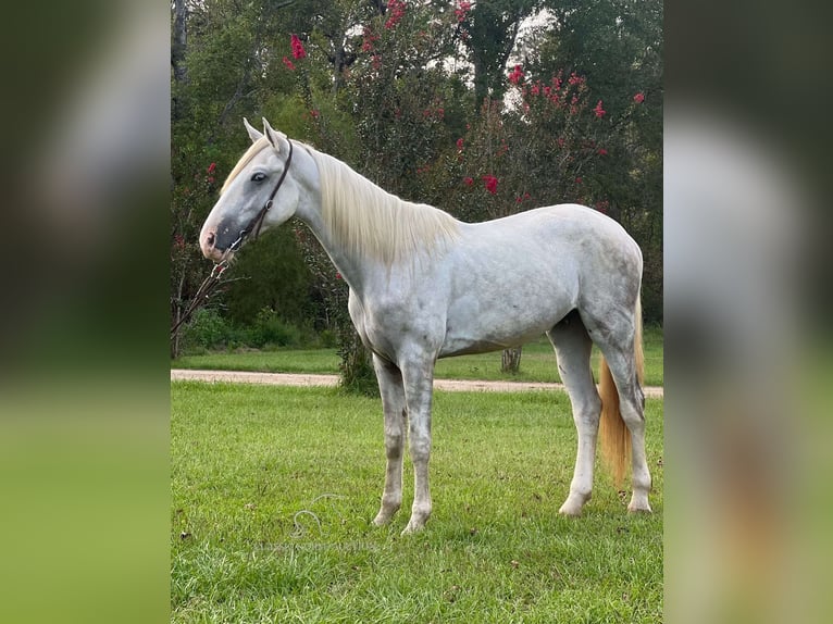 Tennessee walking horse Ruin 2 Jaar 152 cm Schimmel in Independence, LA