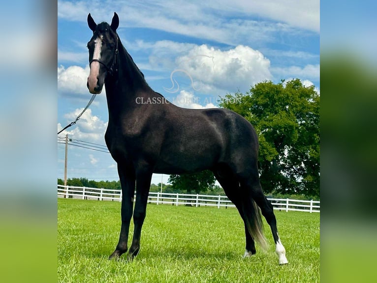 Tennessee walking horse Ruin 2 Jaar 152 cm Zwart in Lewisburg