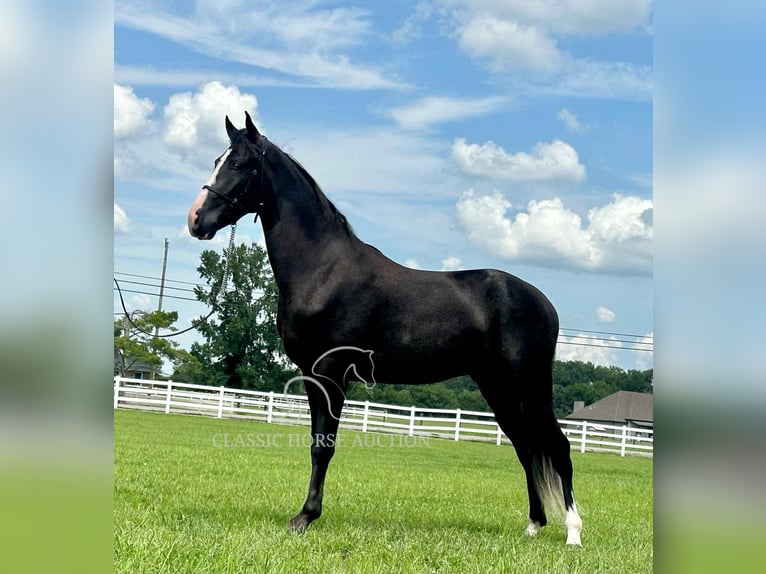 Tennessee walking horse Ruin 2 Jaar 152 cm Zwart in Lewisburg