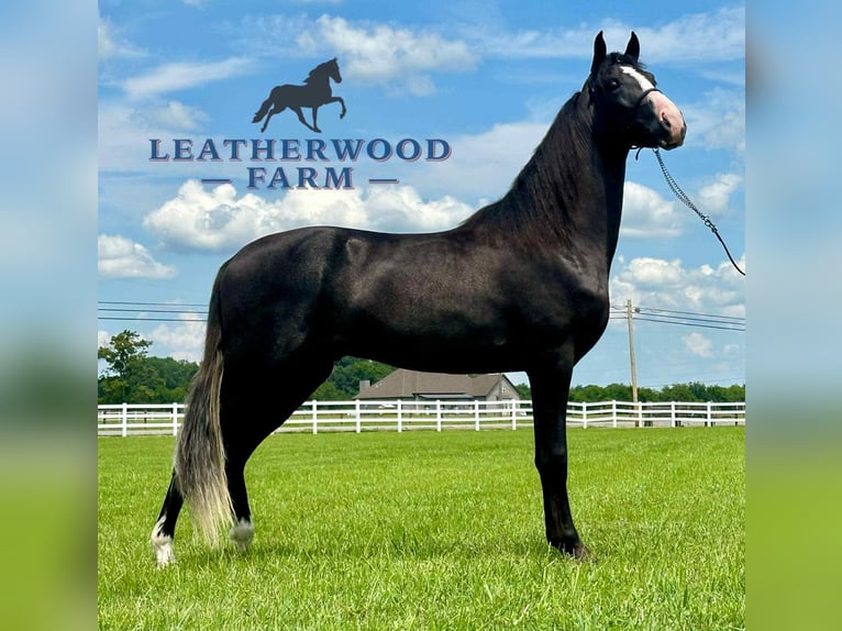 Tennessee walking horse Ruin 2 Jaar 152 cm Zwart in Lewisburg