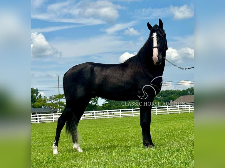 Tennessee walking horse Ruin 2 Jaar 152 cm Zwart in Lewisburg