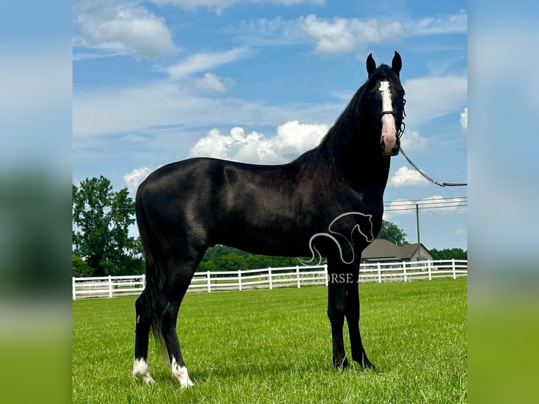 Tennessee walking horse Ruin 2 Jaar 152 cm Zwart in Lewisburg