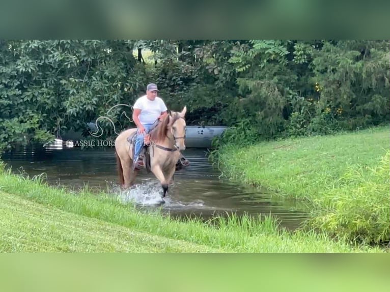Tennessee walking horse Ruin 2 Jaar 163 cm Buckskin in Lewisburg