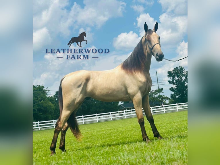 Tennessee walking horse Ruin 2 Jaar 163 cm Buckskin in Lewisburg