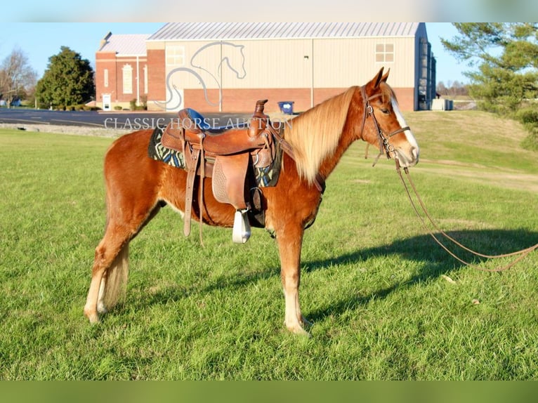 Tennessee walking horse Ruin 3 Jaar 132 cm Roodvos in Campbellsville, KY