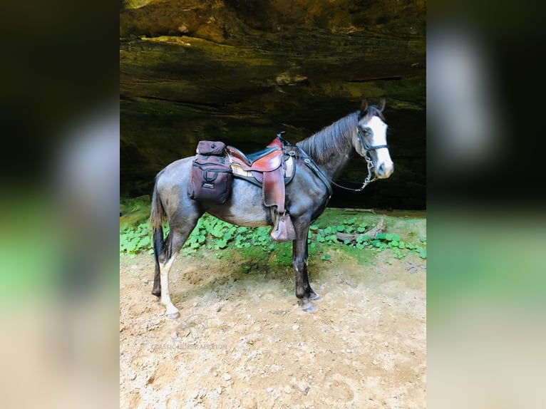 Tennessee walking horse Ruin 3 Jaar 142 cm Zwart in ROCKHOLDS, KY