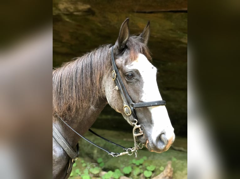 Tennessee walking horse Ruin 3 Jaar 142 cm Zwart in ROCKHOLDS, KY