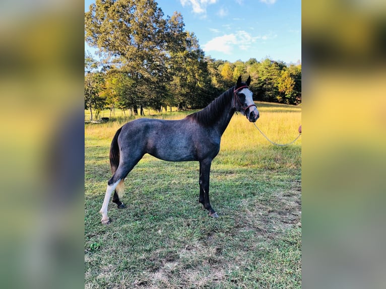 Tennessee walking horse Ruin 3 Jaar 142 cm Zwart in ROCKHOLDS, KY