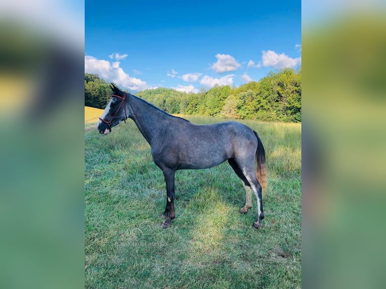 Tennessee walking horse Ruin 3 Jaar 142 cm Zwart in ROCKHOLDS, KY